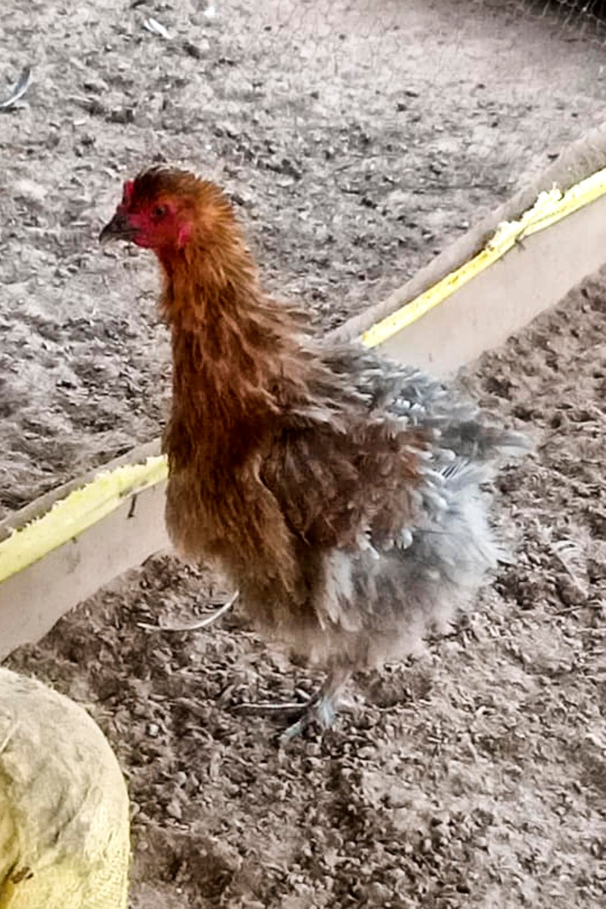 WhatsApp Image 2025-04-03 at 7.35.48 PM (1) copia.jpg